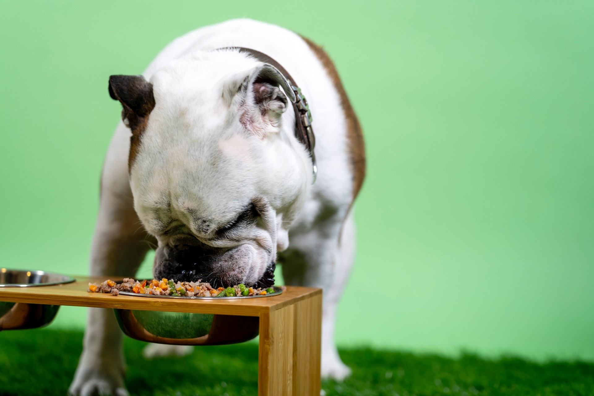 Chef Massimo's Kitchen: Pets of chefs eat well